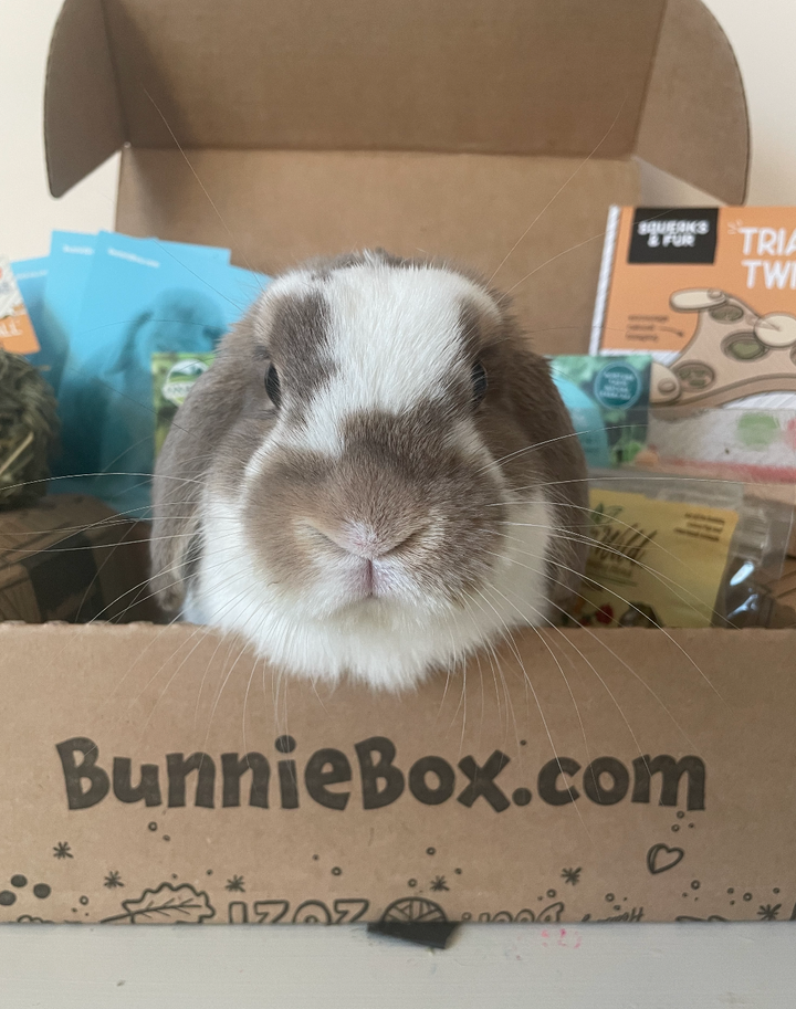 Wonder Box Rabbits BunnieBox.com - Monthly Rabbit Subscription Box USA