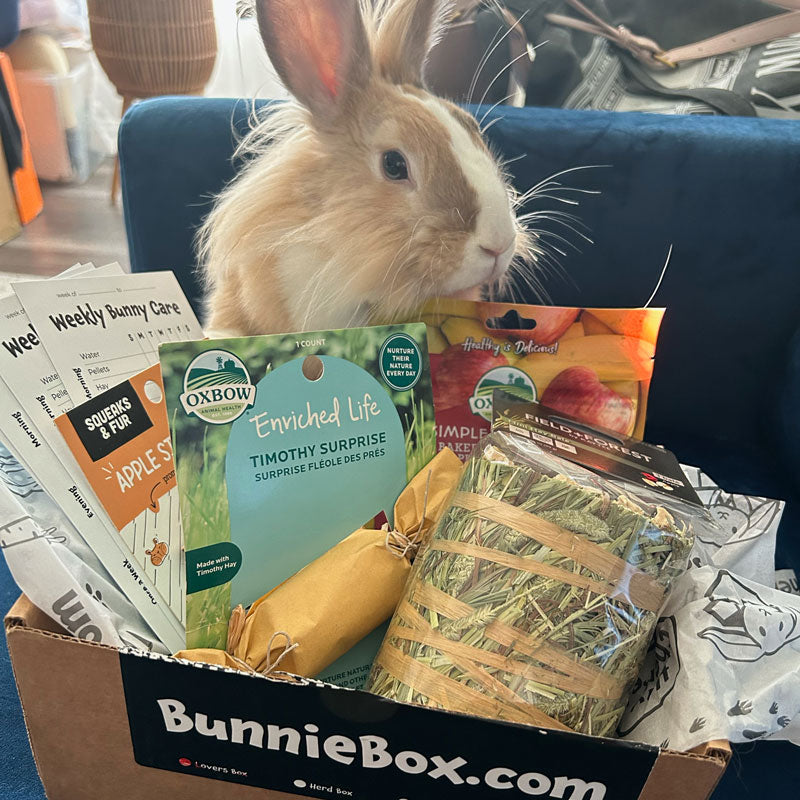 The Lovers Box: 1 Rabbit - Monthly Subscription Box | BunnieBox