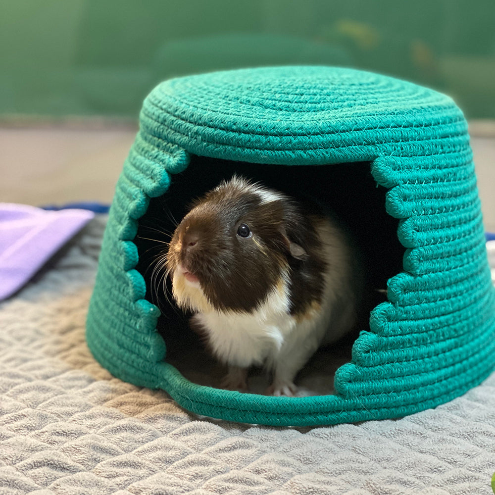 guinea pig inside woven hideout medium
